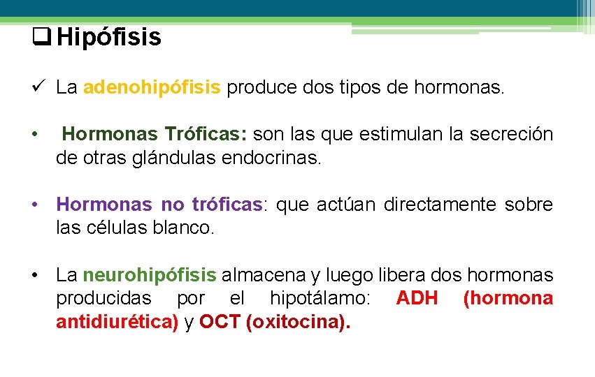 q Hipófisis ü La adenohipófisis produce dos tipos de hormonas. • Hormonas Tróficas: son