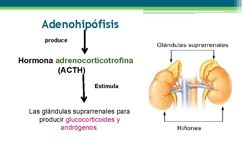 Adenohipófisis produce Hormona adrenocorticotrofina (ACTH) Estimula Las glándulas suprarrenales para producir glucocorticoides y andrógenos.