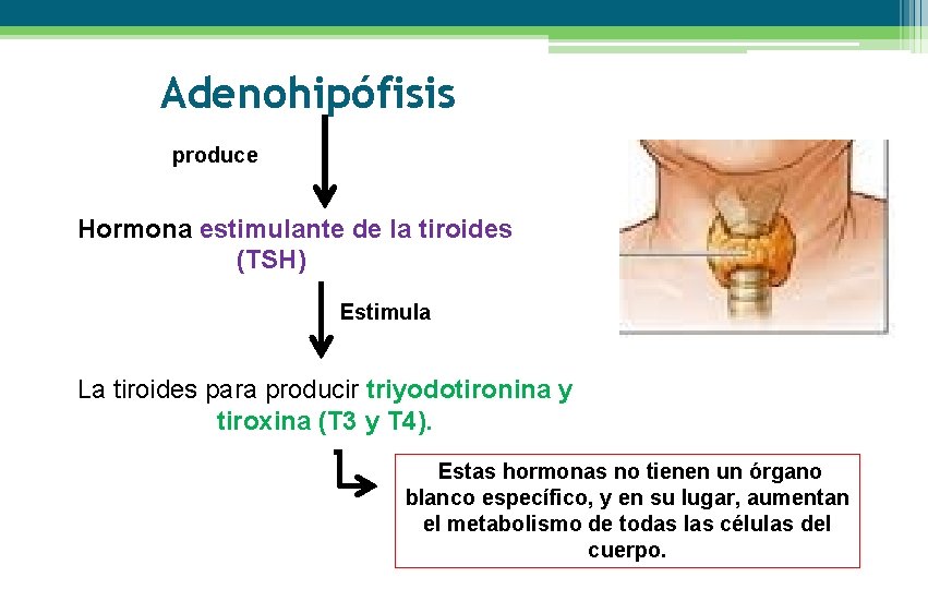 Adenohipófisis produce Hormona estimulante de la tiroides (TSH) Estimula La tiroides para producir triyodotironina