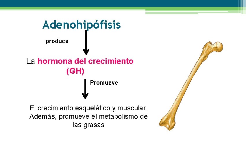 Adenohipófisis produce La hormona del crecimiento (GH) Promueve El crecimiento esquelético y muscular. Además,