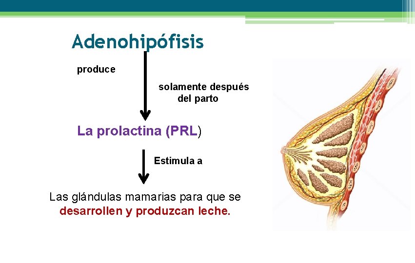 Adenohipófisis produce solamente después del parto La prolactina (PRL) Estimula a Las glándulas mamarias