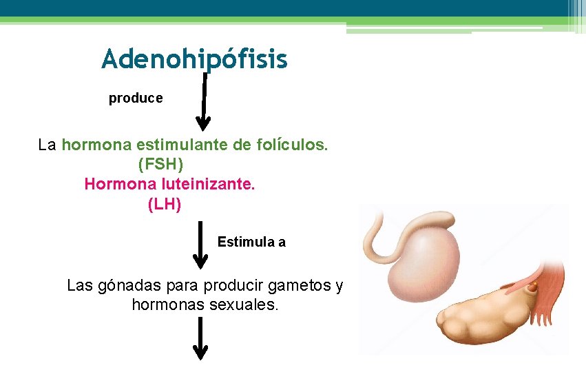 Adenohipófisis produce La hormona estimulante de folículos. (FSH) Hormona luteinizante. (LH) Estimula a Las