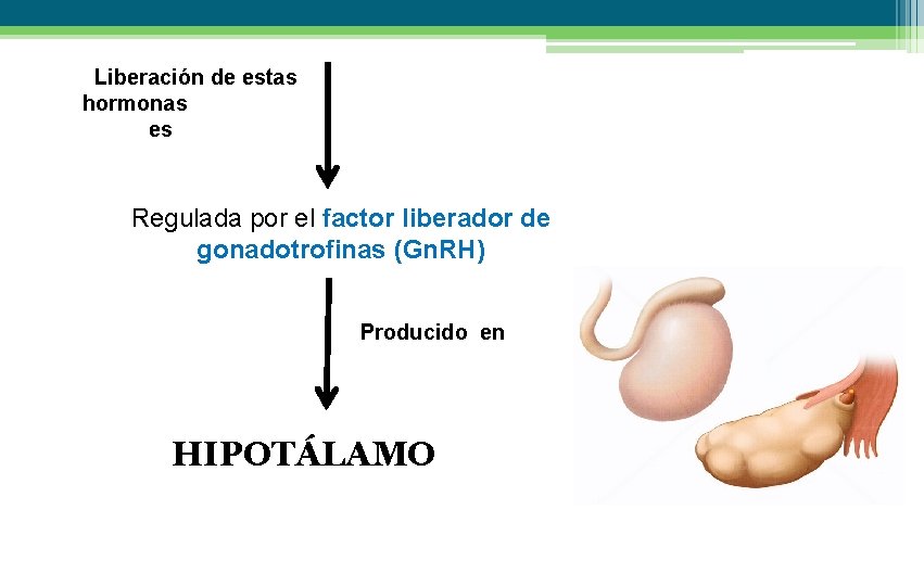 Liberación de estas hormonas es Regulada por el factor liberador de gonadotrofinas (Gn. RH)