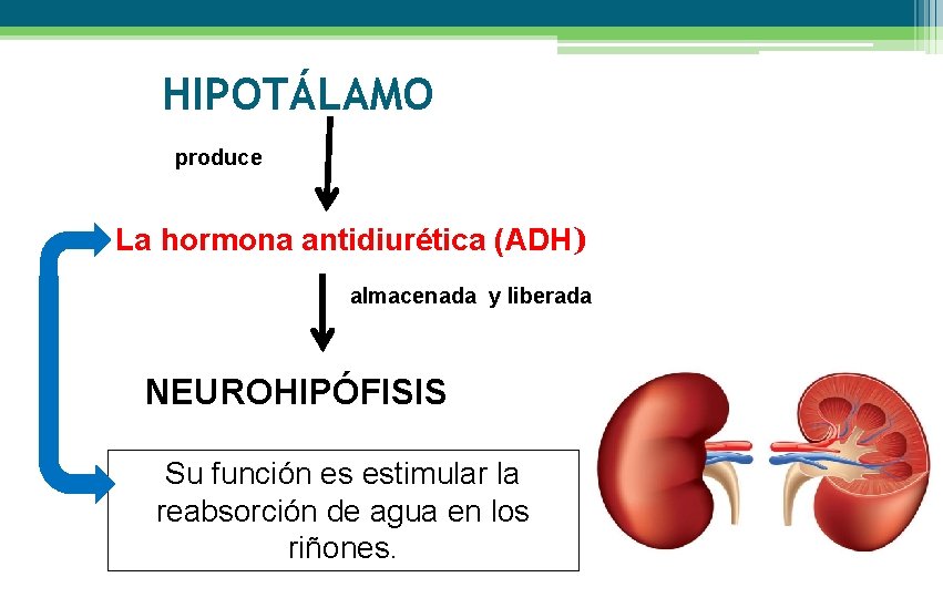 HIPOTÁLAMO produce La hormona antidiurética (ADH) almacenada y liberada NEUROHIPÓFISIS Su función es estimular