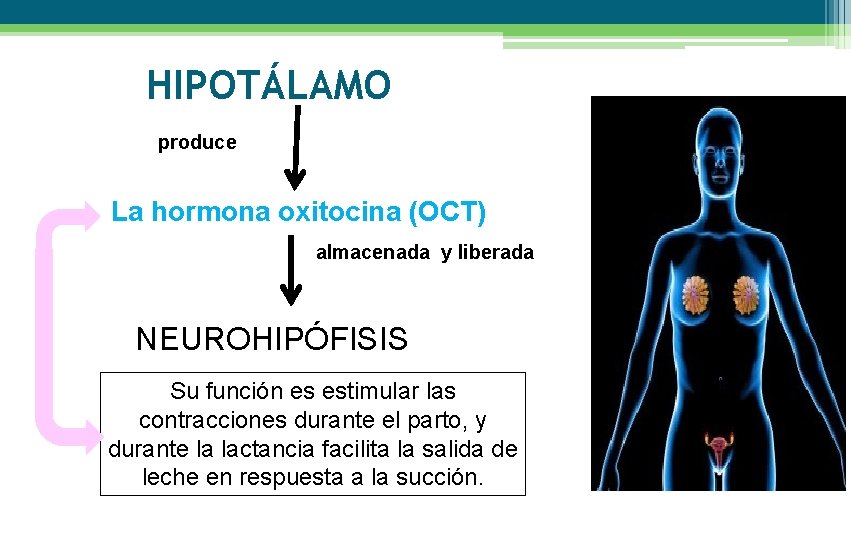 HIPOTÁLAMO produce La hormona oxitocina (OCT) almacenada y liberada NEUROHIPÓFISIS Su función es estimular