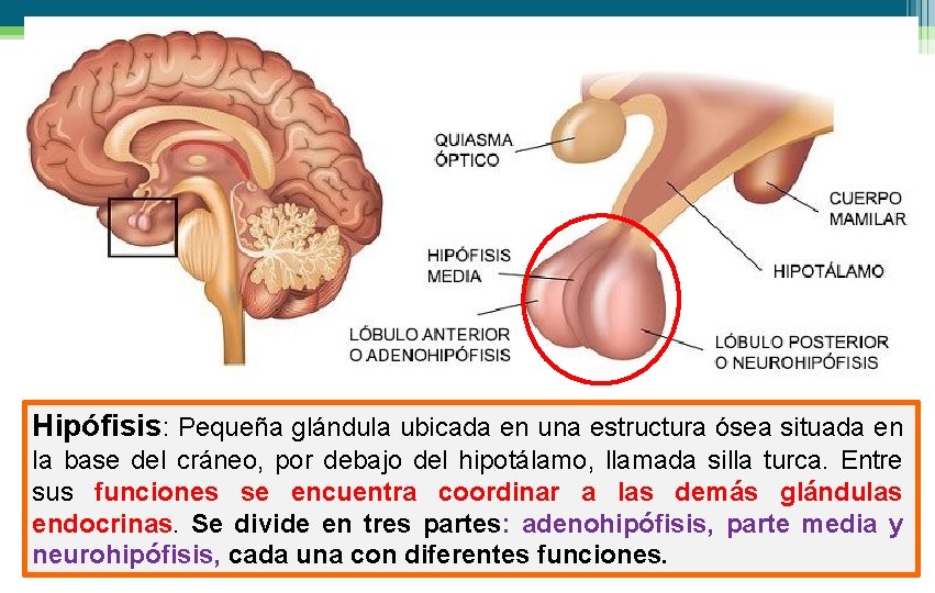 Hipófisis: Pequeña glándula ubicada en una estructura ósea situada en la base del cráneo,