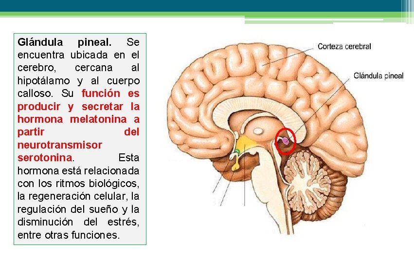 Glándula pineal. Se encuentra ubicada en el cerebro, cercana al hipotálamo y al cuerpo