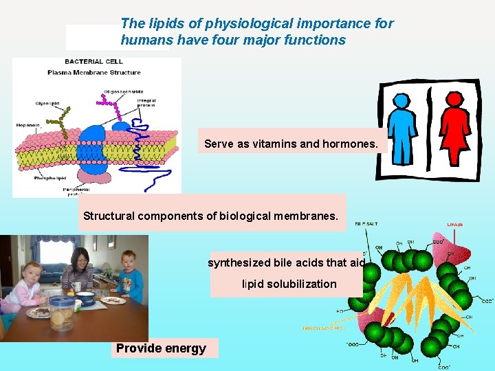 Department of Biochemistry Foundation Module Phase 1 Lipids