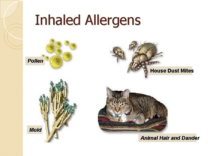 Inhaled Allergens Pollen House Dust Mites Mold Animal Hair and Dander Inhaled Allergens Pollen House Dust Mites Mold Animal Hair and Dander