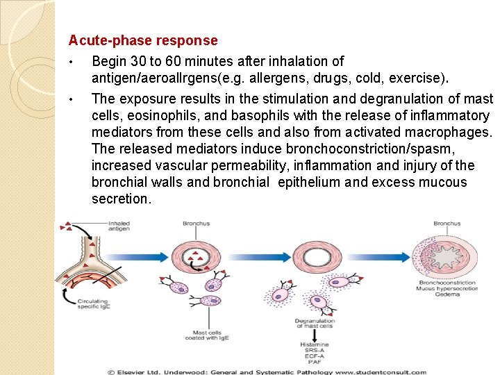 Acute-phase response • Begin 30 to 60 minutes after inhalation of antigen/aeroallrgens(e. g. allergens,