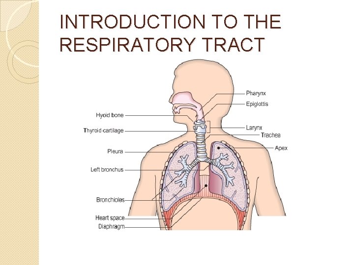 INTRODUCTION TO THE RESPIRATORY TRACT 