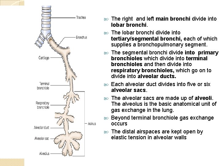  The right and left main bronchi divide into lobar bronchi. The lobar bronchi