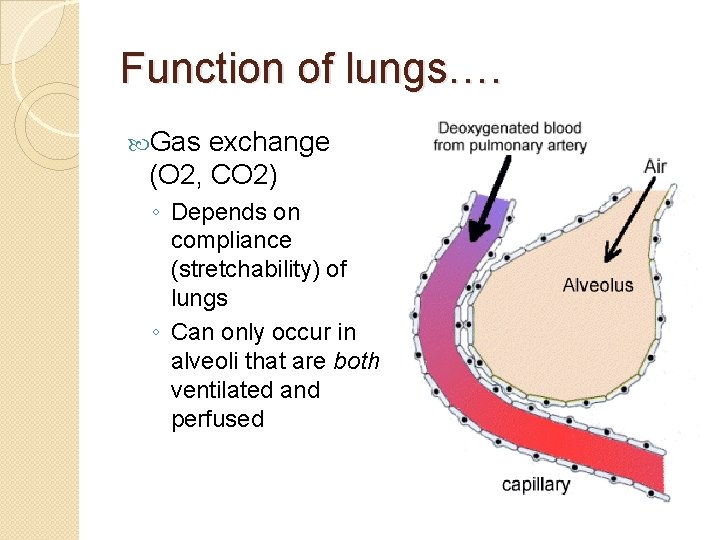 Function of lungs…. Gas exchange (O 2, CO 2) ◦ Depends on compliance (stretchability)