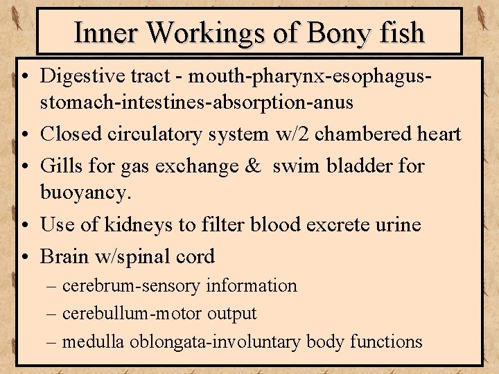 Inner Workings of Bony fish • Digestive tract - mouth-pharynx-esophagusstomach-intestines-absorption-anus • Closed circulatory system