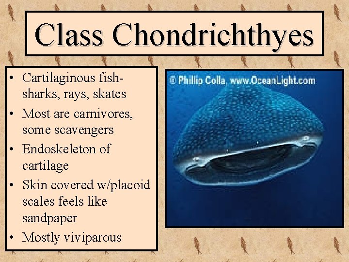 Class Chondrichthyes • Cartilaginous fishsharks, rays, skates • Most are carnivores, some scavengers •