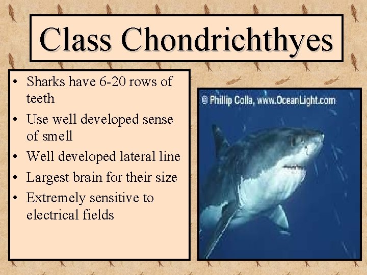Class Chondrichthyes • Sharks have 6 -20 rows of teeth • Use well developed
