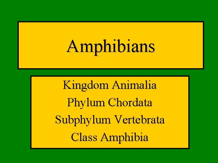 Amphibians Kingdom Animalia Phylum Chordata Subphylum Vertebrata Class Amphibia 