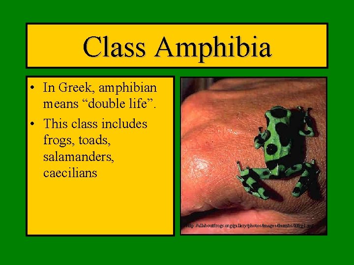 Class Amphibia • In Greek, amphibian means “double life”. • This class includes frogs,