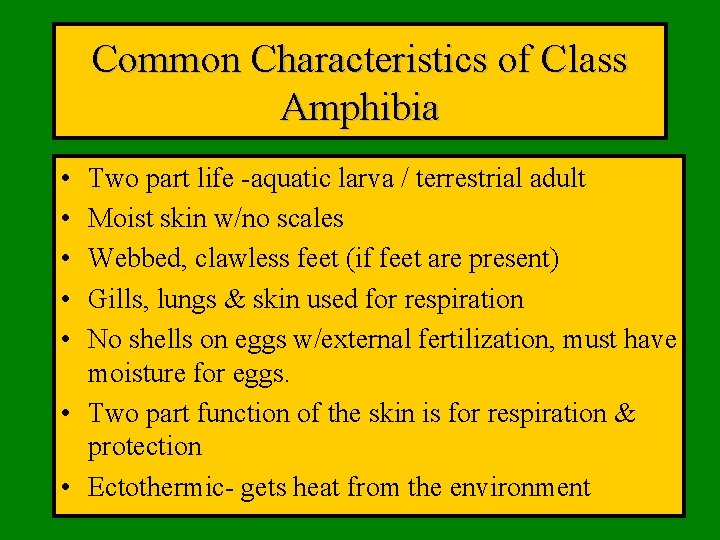 Common Characteristics of Class Amphibia • • • Two part life -aquatic larva /