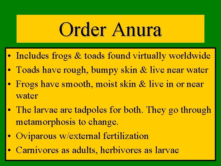 Order Anura • Includes frogs & toads found virtually worldwide • Toads have rough,