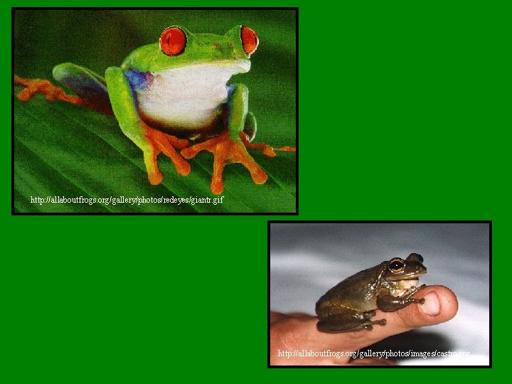 http: //allaboutfrogs. org/gallery/photos/redeyes/giantr. gif http: //allaboutfrogs. org/gallery/photos/images/castro. jpg 