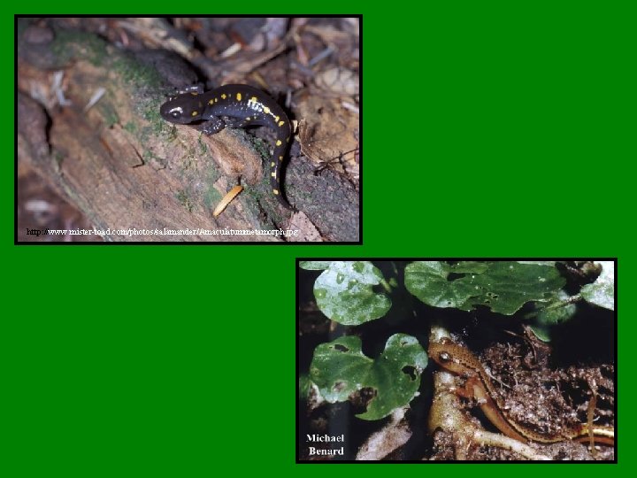 http: //www. mister-toad. com/photos/salamander/Amaculatummetamorph. jpg 