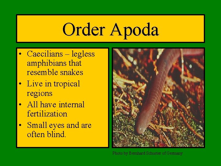 Order Apoda • Caecilians – legless amphibians that resemble snakes • Live in tropical