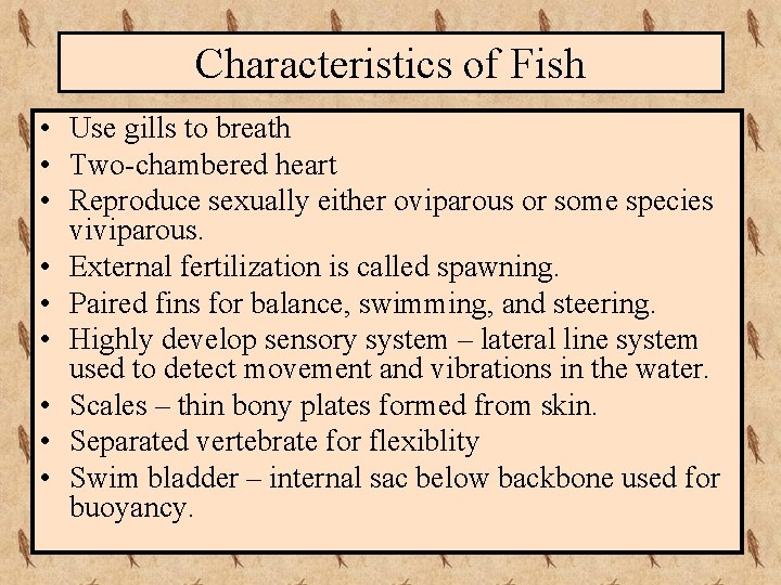 Characteristics of Fish • Use gills to breath • Two-chambered heart • Reproduce sexually