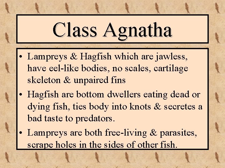 Class Agnatha • Lampreys & Hagfish which are jawless, have eel-like bodies, no scales,