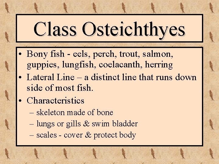Class Osteichthyes • Bony fish - eels, perch, trout, salmon, guppies, lungfish, coelacanth, herring