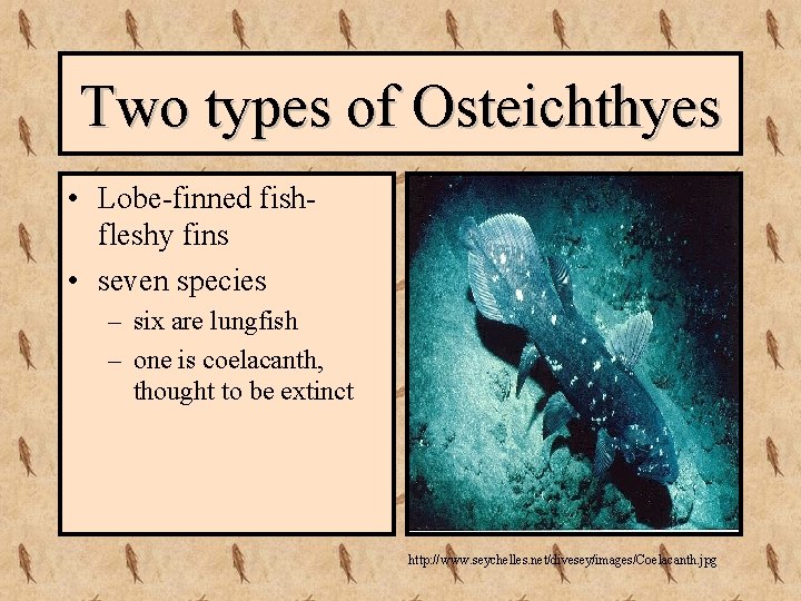 Two types of Osteichthyes • Lobe-finned fishfleshy fins • seven species – six are