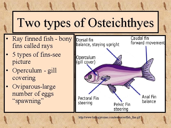 Two types of Osteichthyes • Ray finned fish - bony fins called rays •