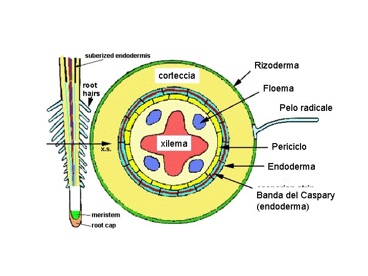 Rizoderma corteccia Floema Pelo radicale xilema Periciclo Endoderma Banda del Caspary (endoderma) 