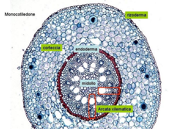 Monocotiledone rizoderma corteccia endoderma midollo Arcata xilematica 