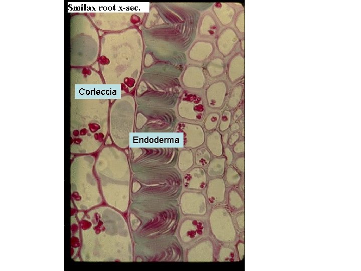 Corteccia Endoderma 