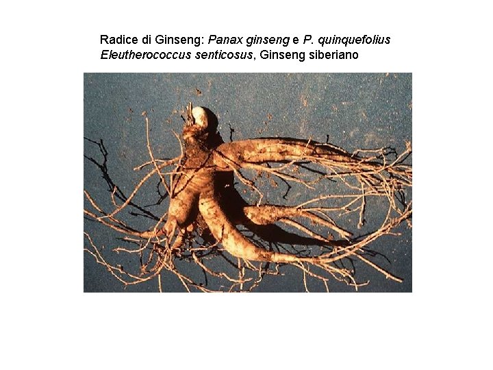 Radice di Ginseng: Panax ginseng e P. quinquefolius Eleutherococcus senticosus, Ginseng siberiano 