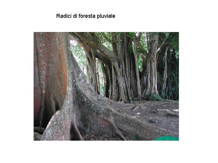 Radici di foresta pluviale 
