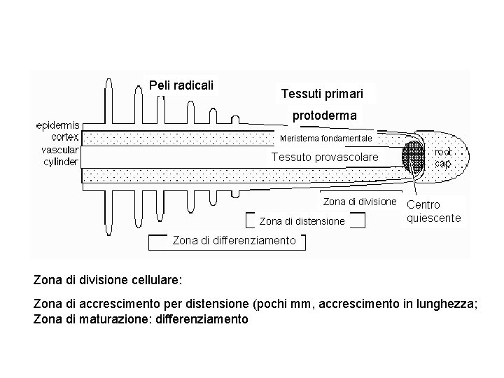 Peli radicali Tessuti primari protoderma Meristema fondamentale Tessuto provascolare Zona di divisione Zona di