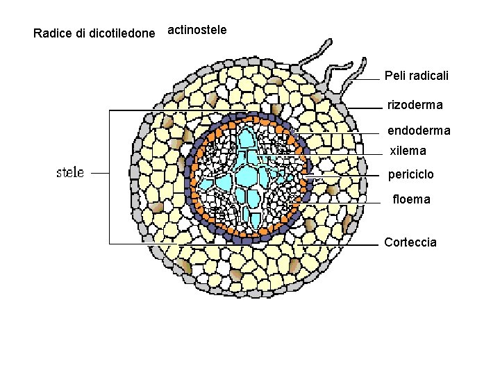 Radice di dicotiledone actinostele Peli radicali rizoderma endoderma xilema periciclo floema Corteccia 