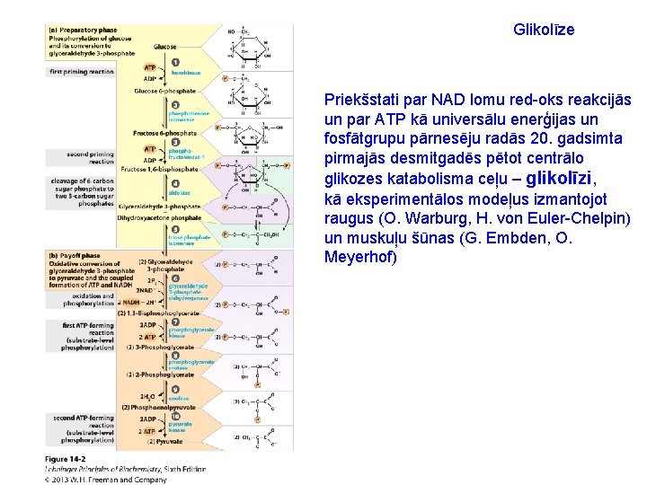 Glikolīze Priekšstati par NAD lomu red-oks reakcijās un par ATP kā universālu enerģijas un