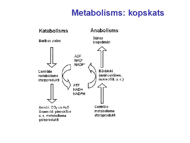 Metabolisms: kopskats 