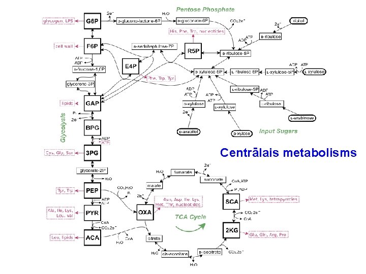 Centrālais metabolisms 