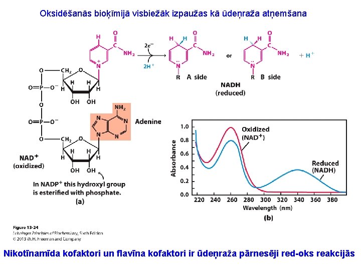 Oksidēšanās bioķīmijā visbiežāk izpaužas kā ūdeņraža atņemšana Nikotīnamīda kofaktori un flavīna kofaktori ir ūdeņraža