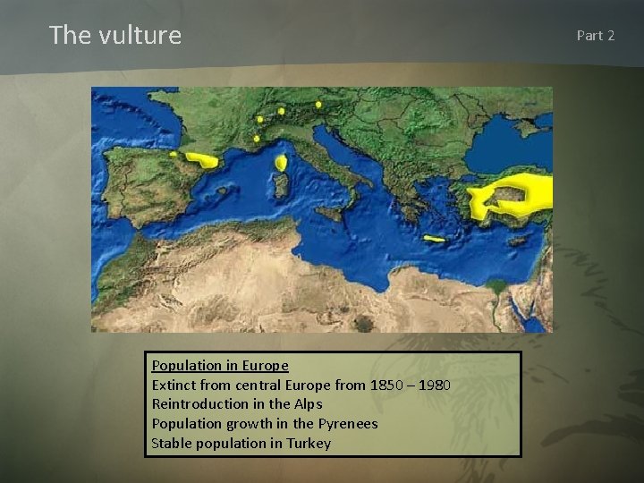 The vulture Population in Europe Extinct from central Europe from 1850 – 1980 Reintroduction