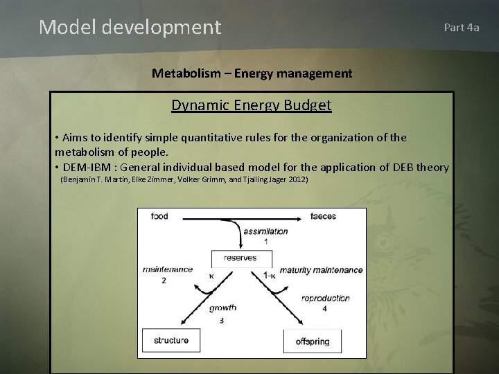 Model development Part 4 a Metabolism – Energy management Dynamic Energy Budget • Aims