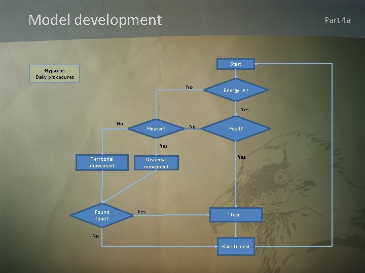 Model development Part 4 a Start Gypaeus Daily procedures No Energy ↗? Yes No