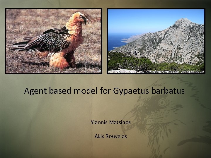 Agent based model for Gypaetus barbatus Yiannis Matsinos Akis Rouvelas 