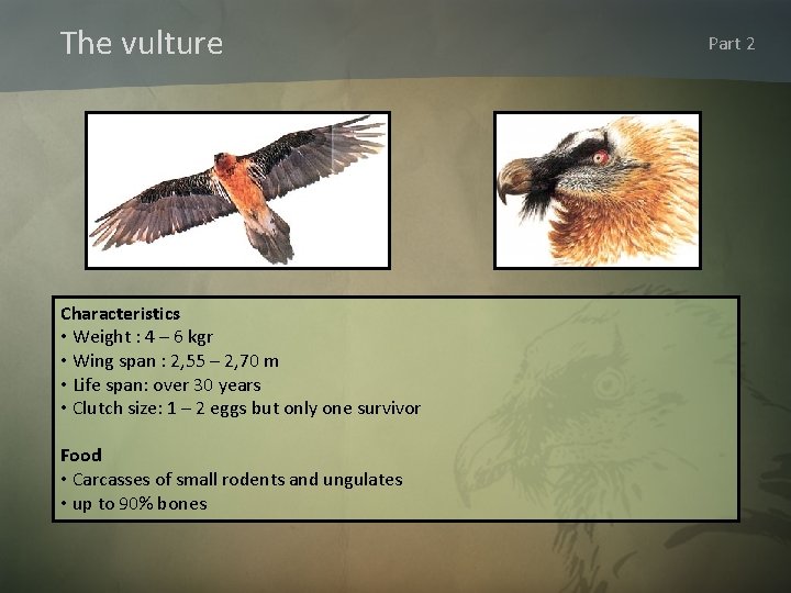 The vulture Characteristics • Weight : 4 – 6 kgr • Wing span :