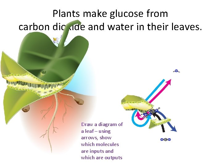 Plants make glucose from carbon dioxide and water in their leaves. Draw a diagram