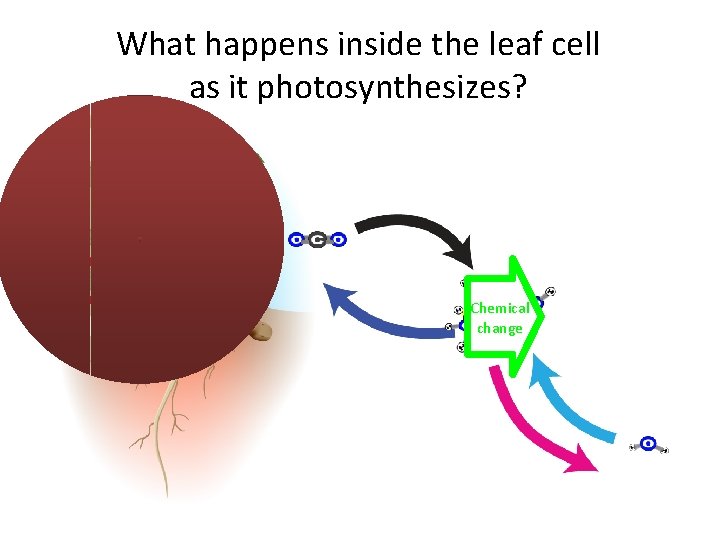 What happens inside the leaf cell as it photosynthesizes? Chemical change 